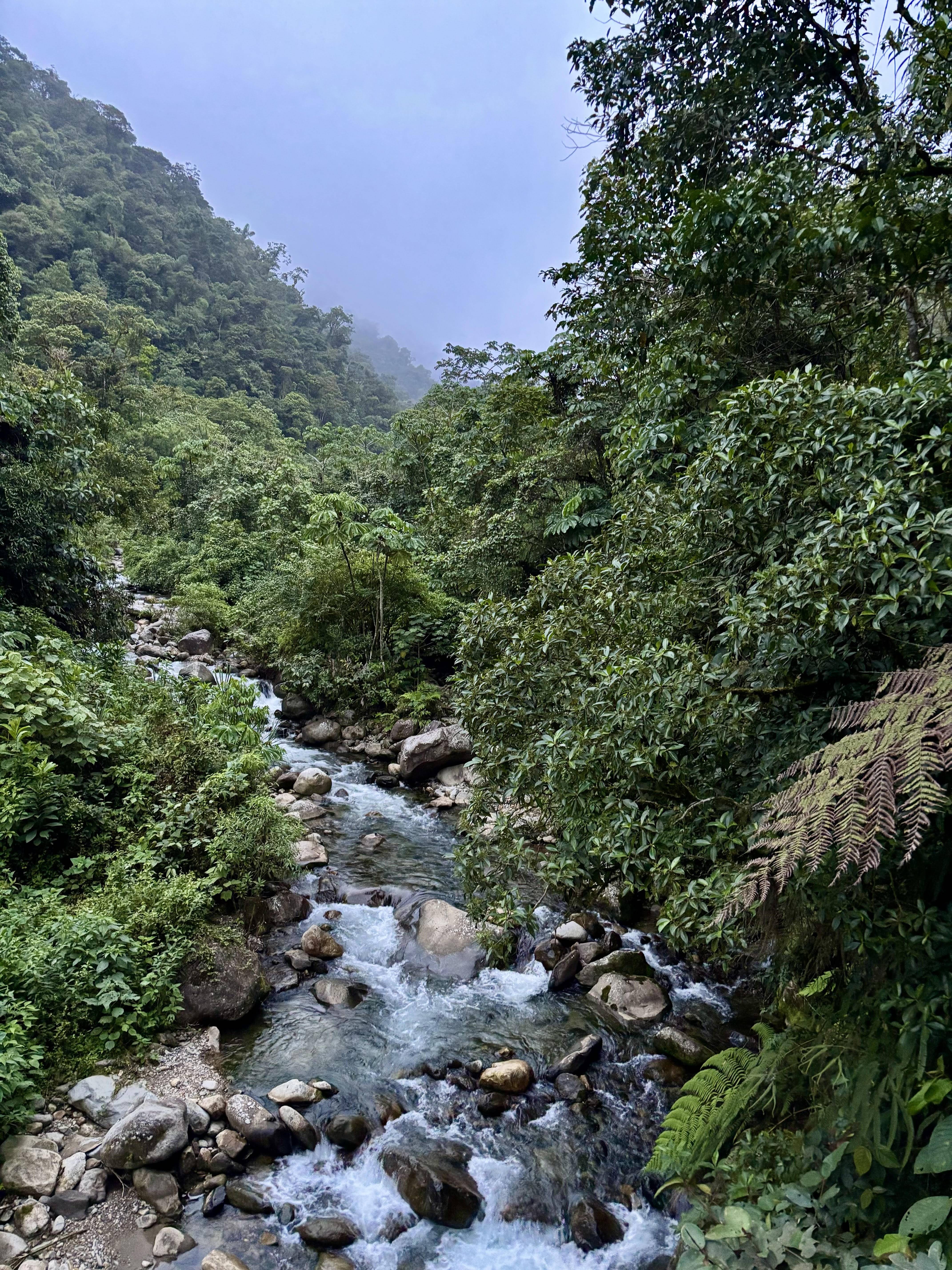 Photo of a rocky creek surrounded by foggy jungle landscape.