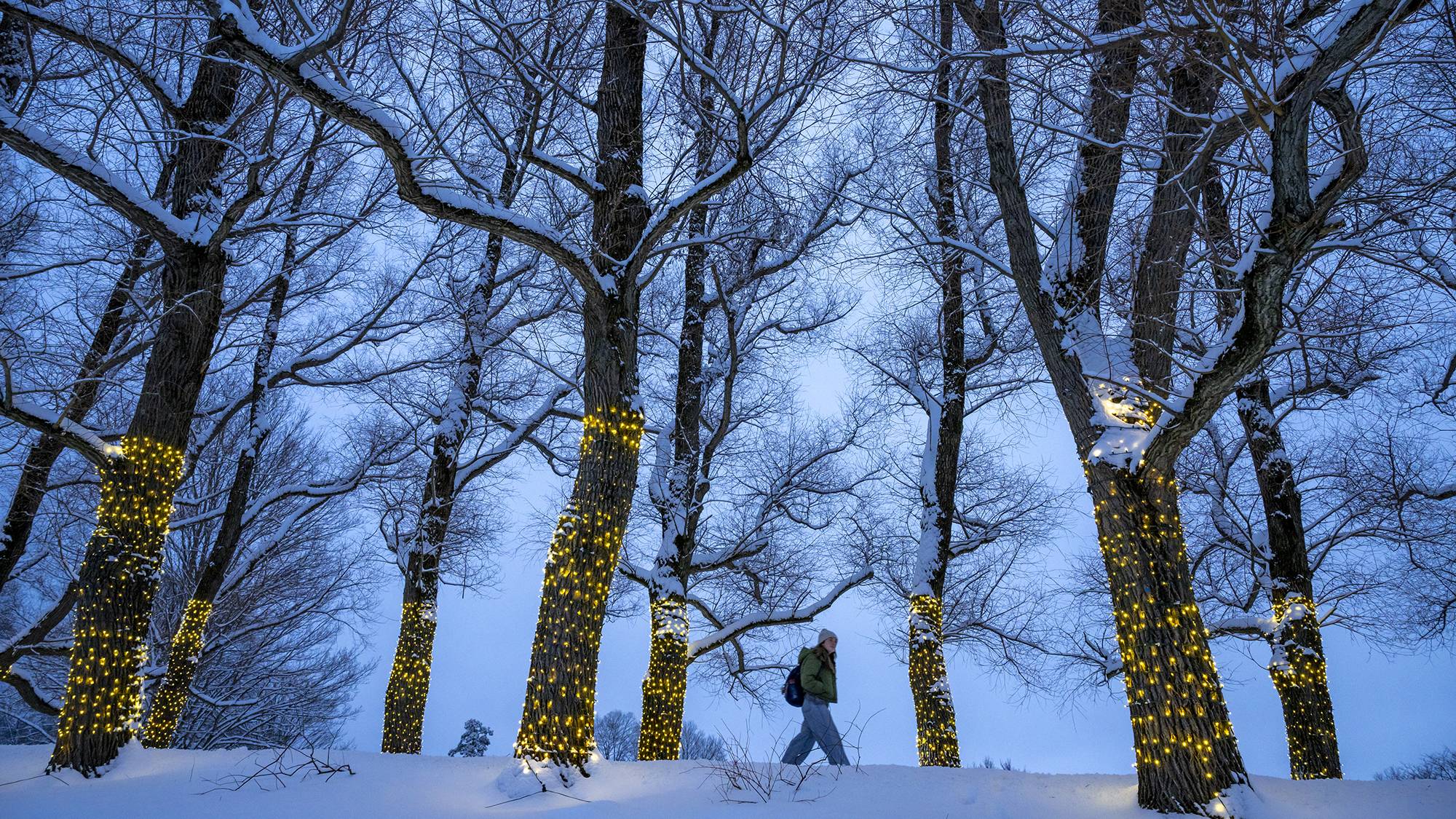 Willow Path is lit up for the winter season