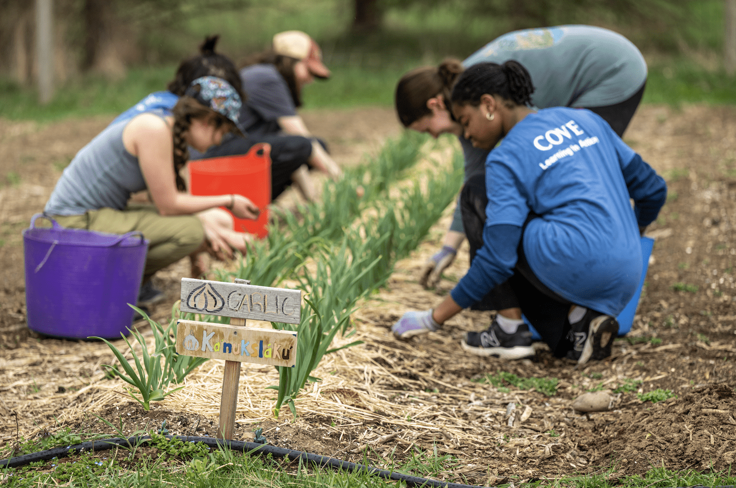 Photo of students gardening in a row of garlic.