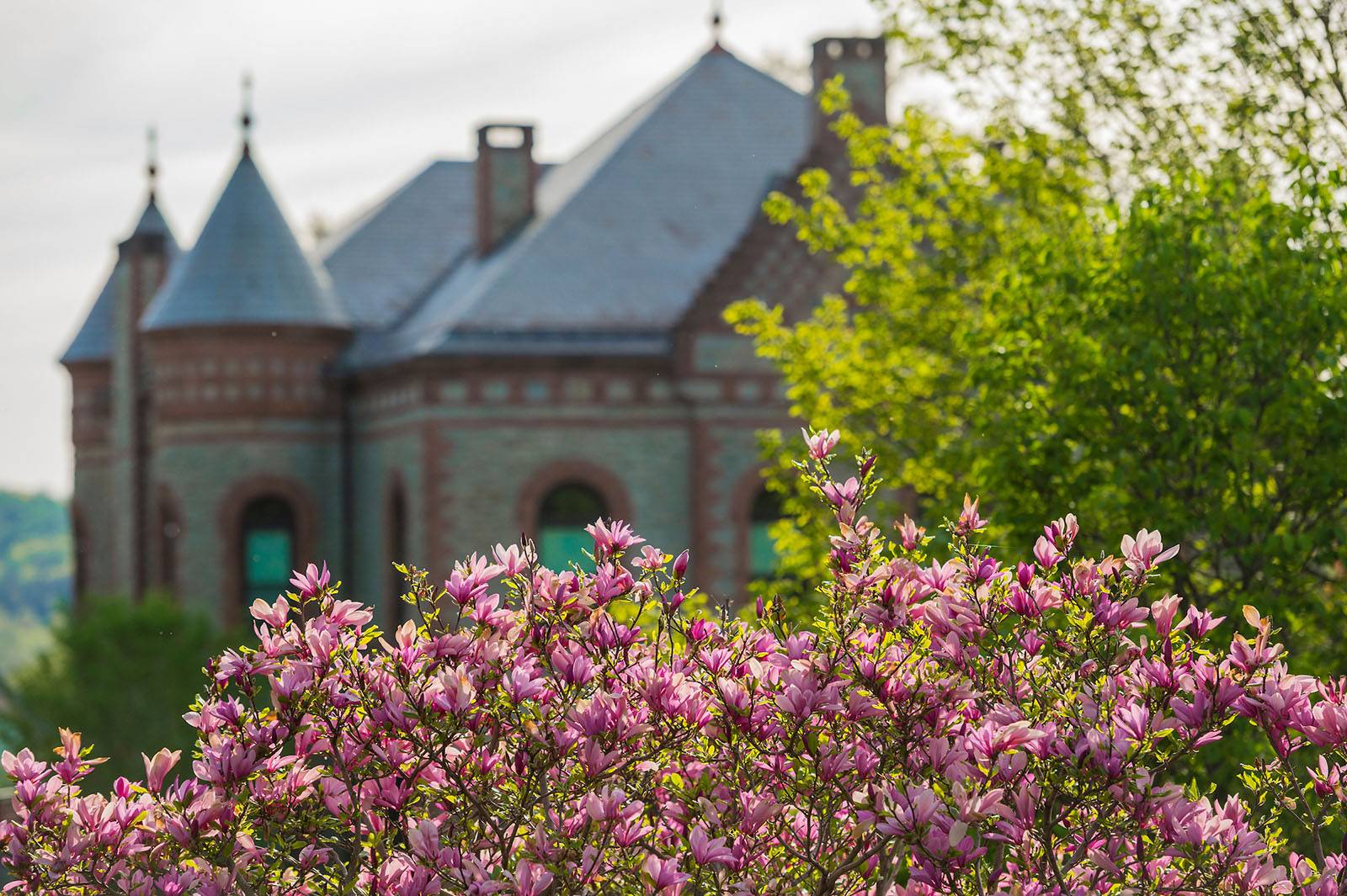 Flowers blossom around James B Colgate Hall