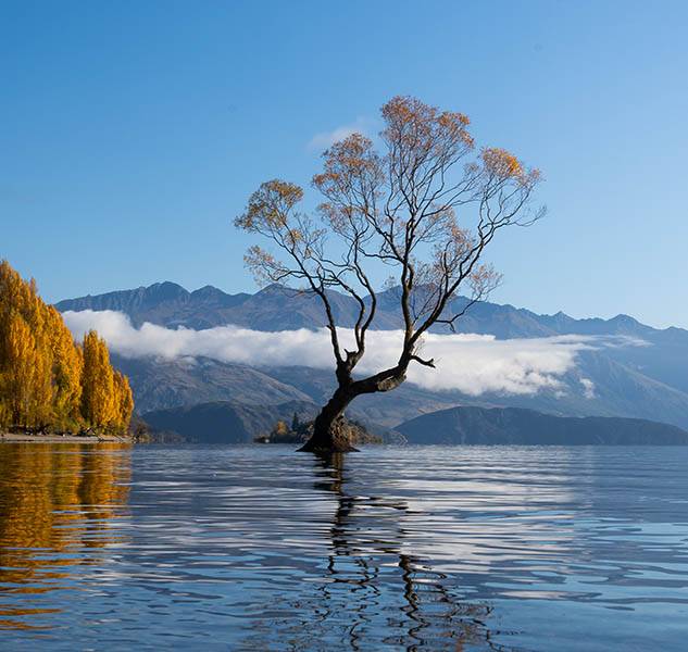 A tree in the middle of a lake