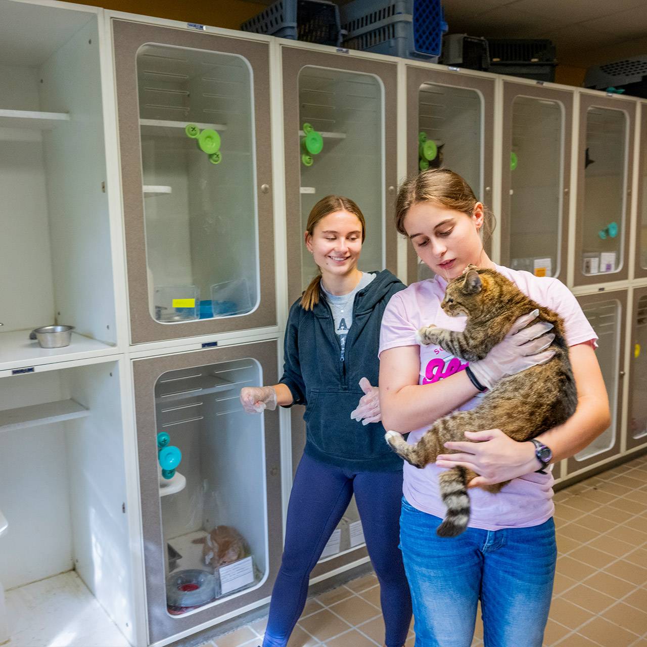 Volunteering at animal shelter