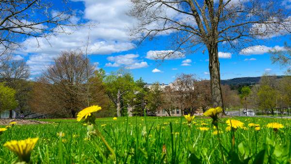 Spring flowers on Colgate campus