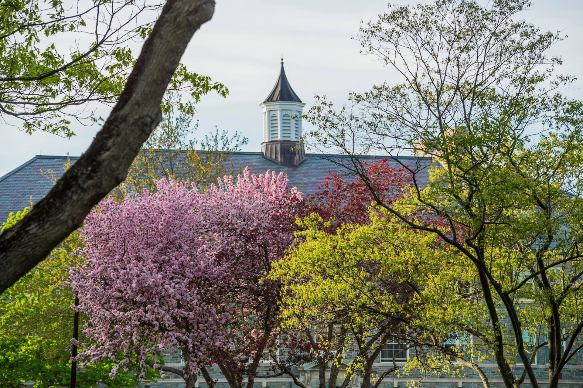 Blooming trees on campus