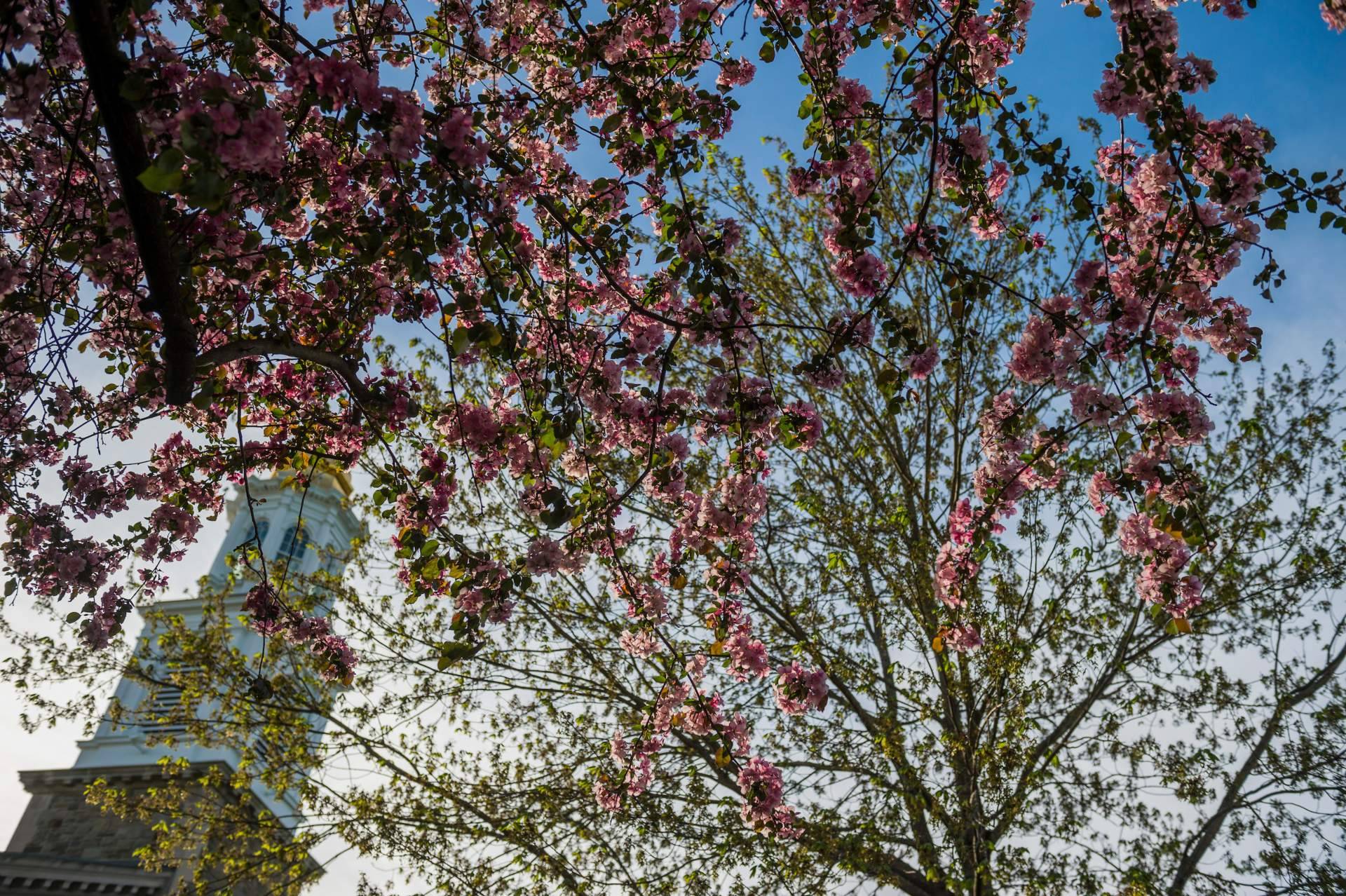 Trees blooming in front of Memorial Chapel