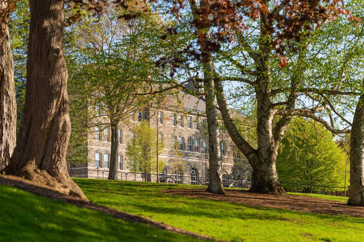 Trees on the Colgate Campus