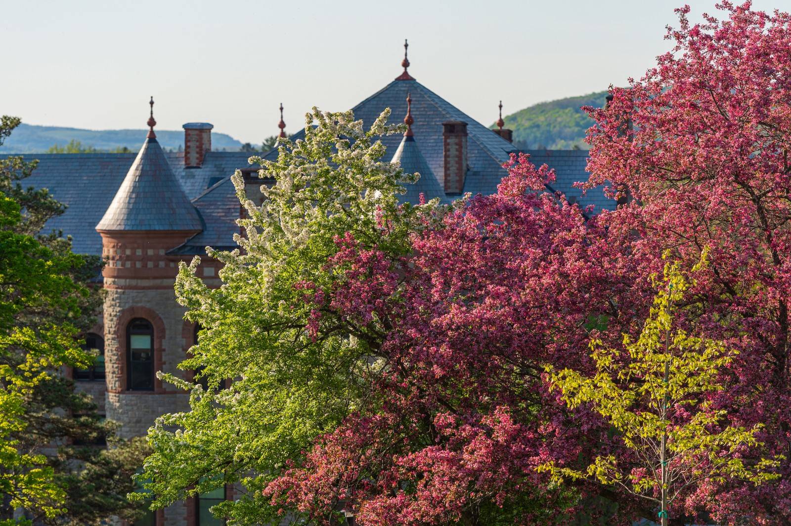 flowering trees near James B. Colgate hall