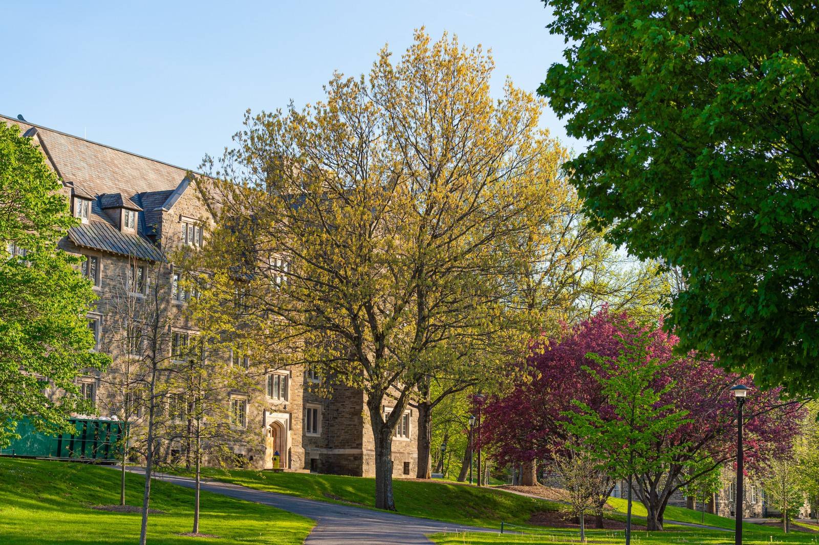 Spring foliage on campus