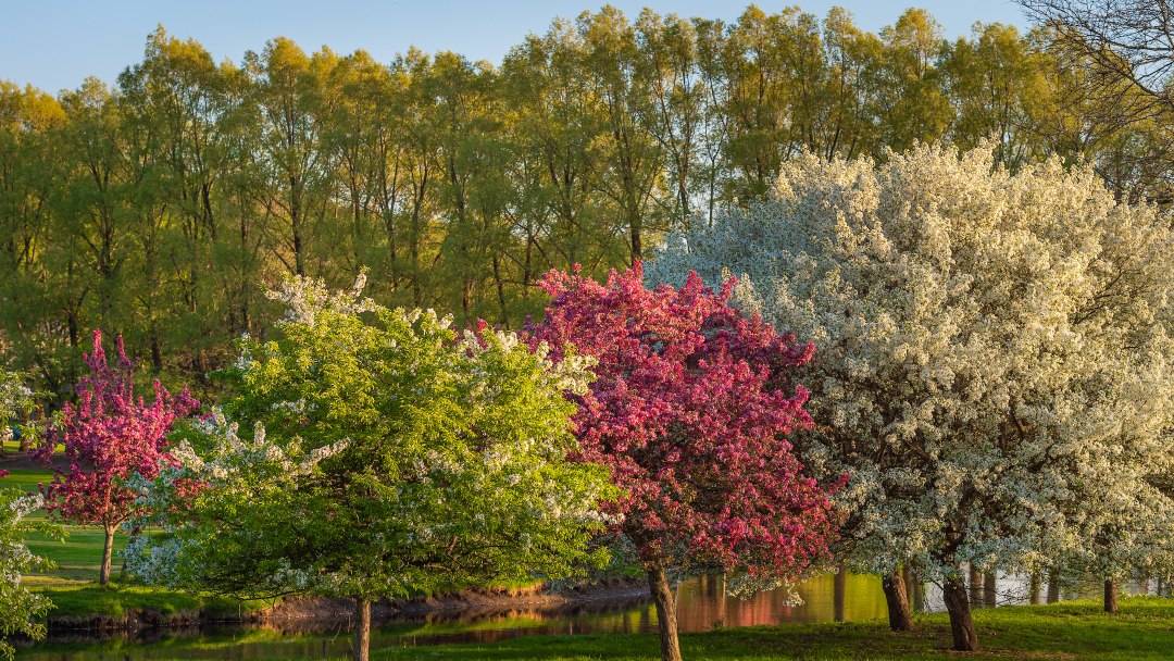 Spring Foliage