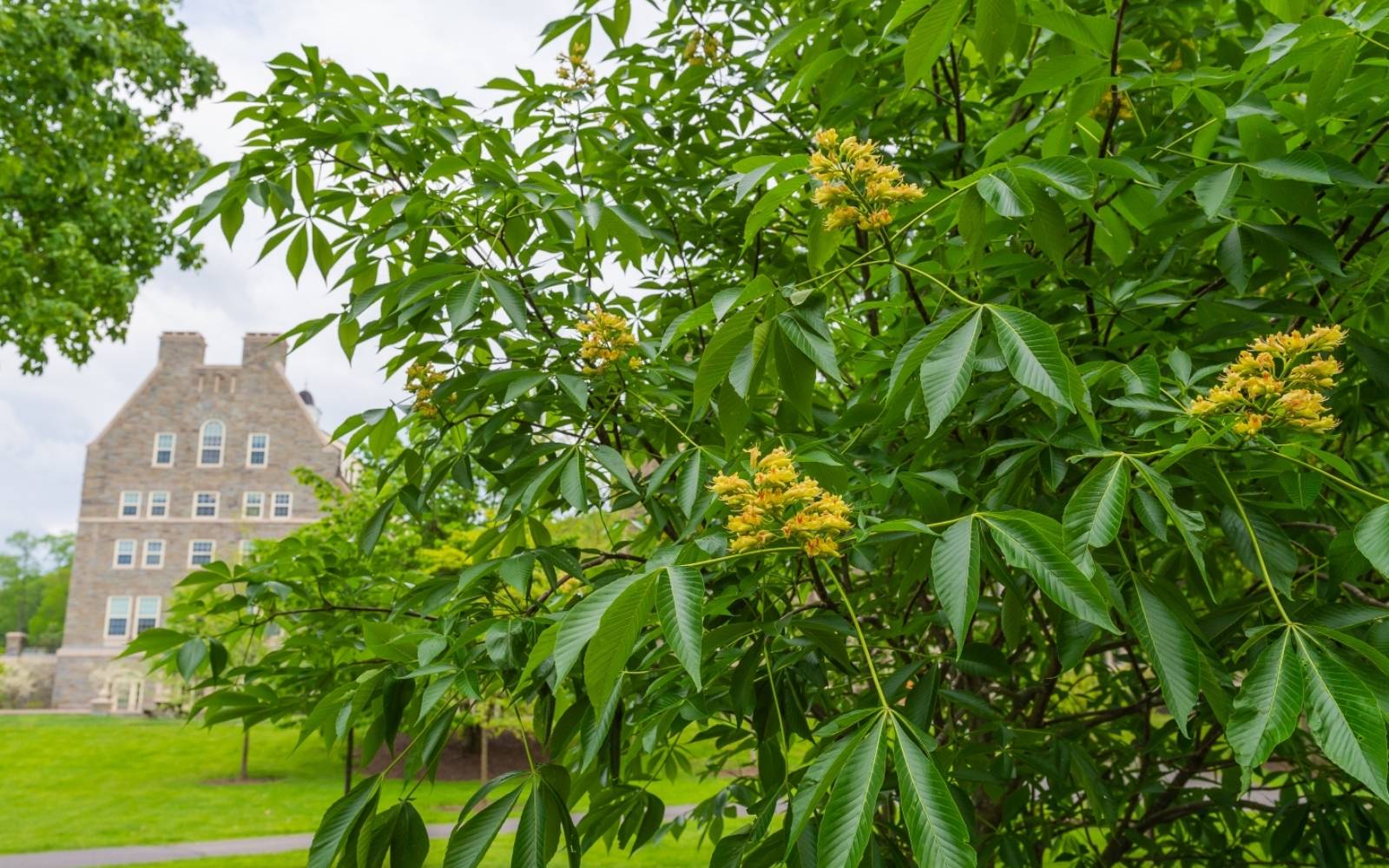 Spring flowers arriving on trees on campus