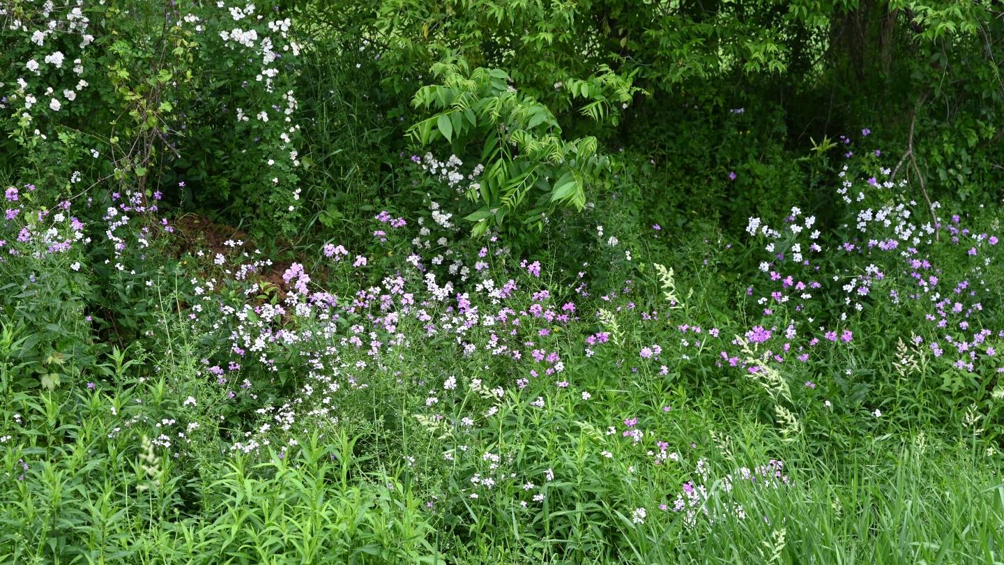 Photo of flowers from First Nations Excursion