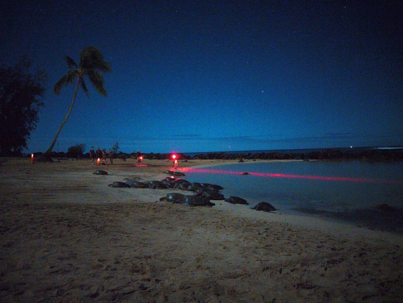 Green sea turtles resting on Poipu beach at night