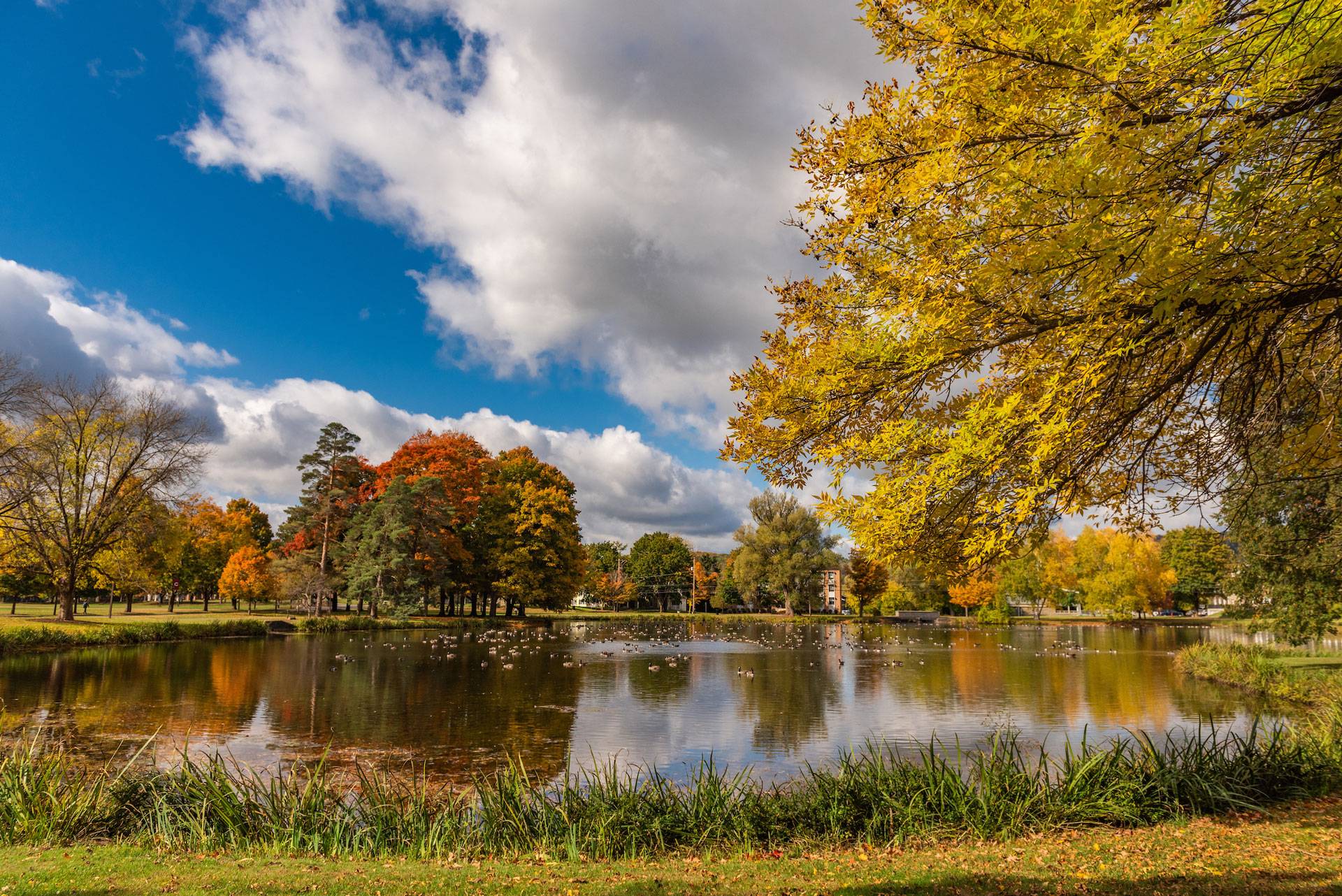 Taylor Lake in autumn, with Canada geese and dark blue sky and puffy white clouds in the background