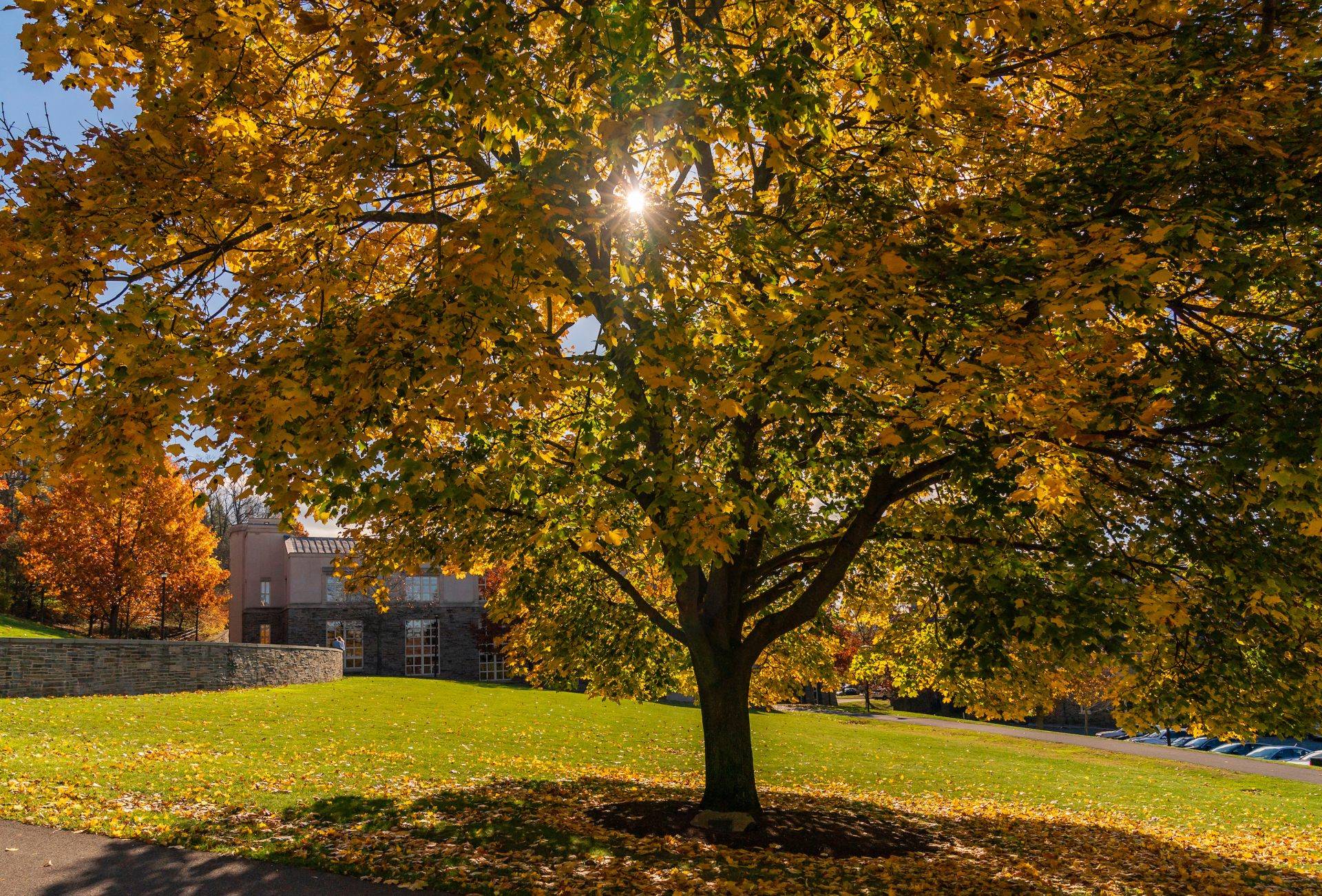 fall foliage on campus