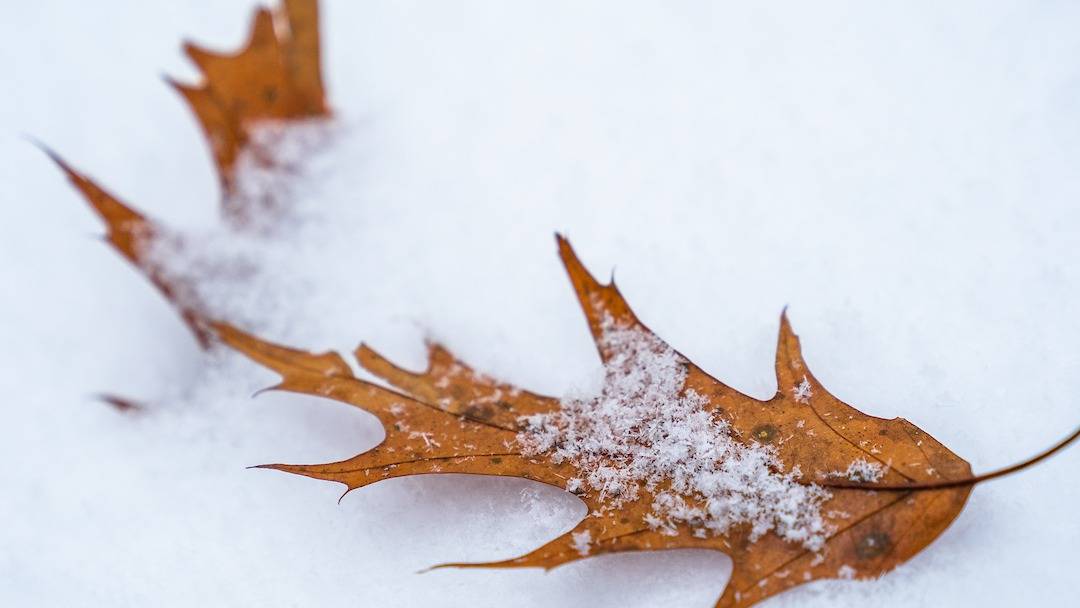 Leaf in snow