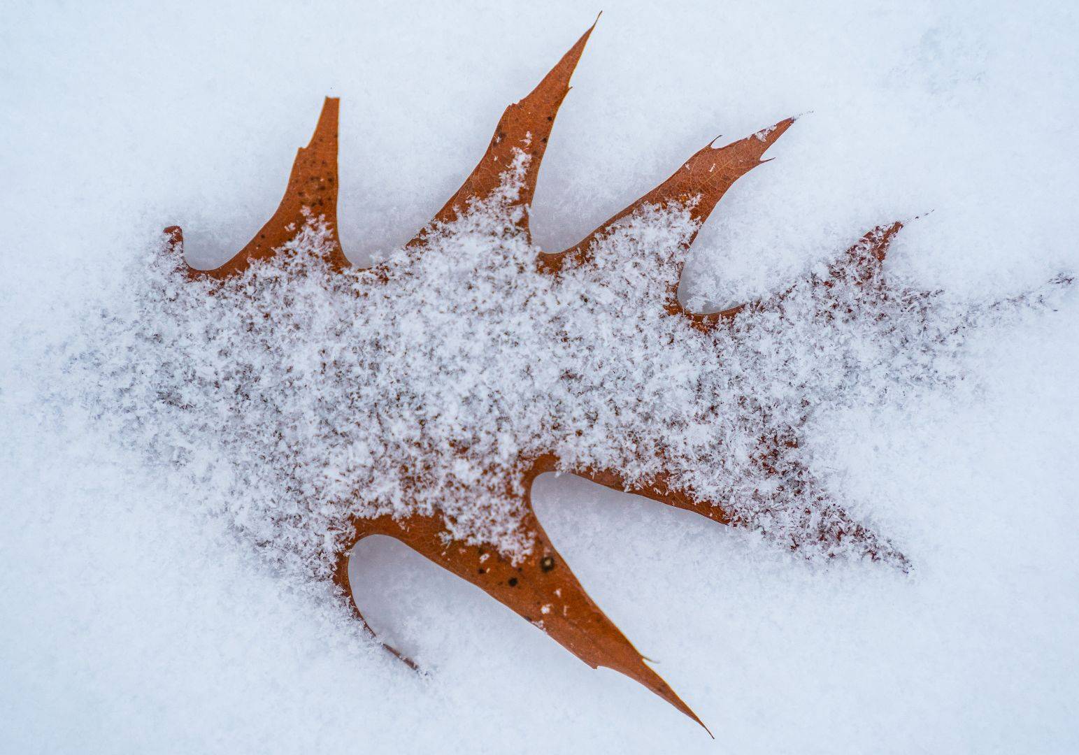 Leaf and snow