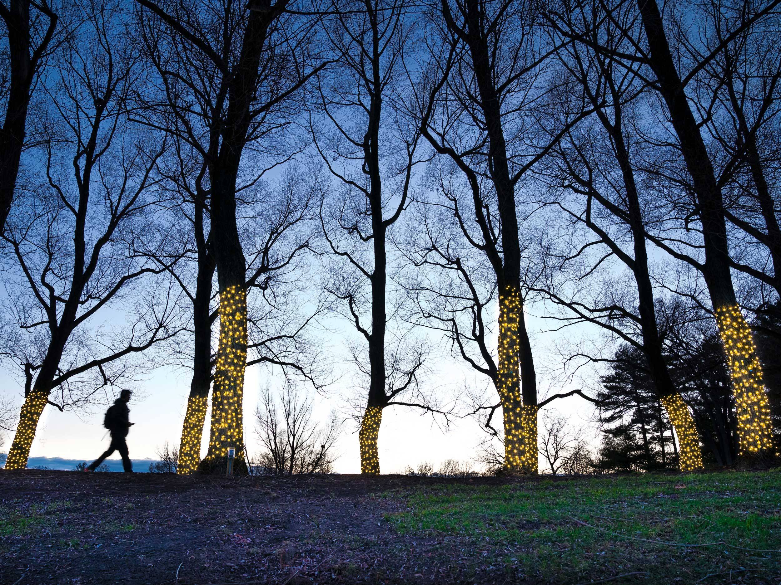 Student walking along a lighted willow path