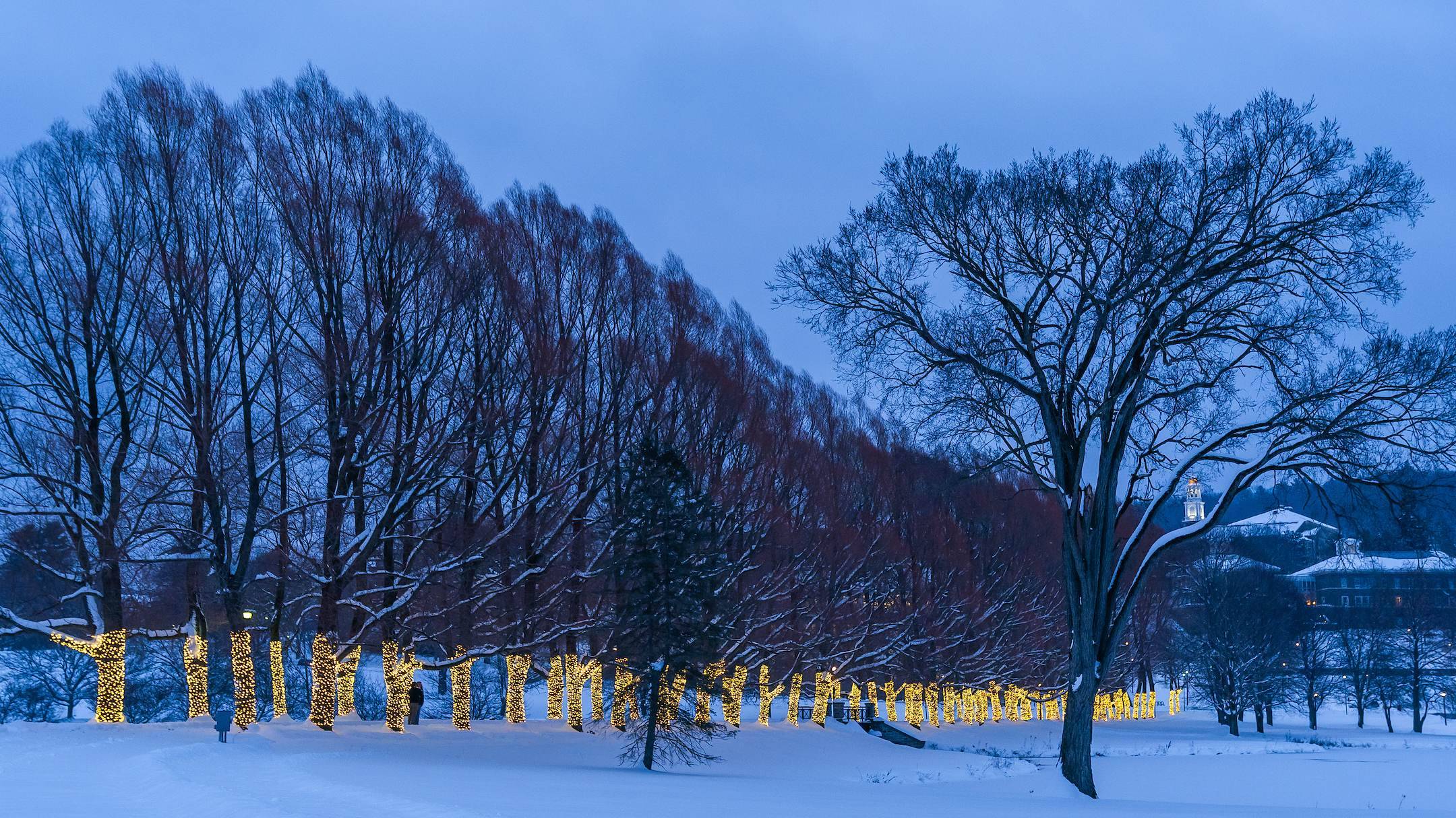 Lights on Willow Path in winter