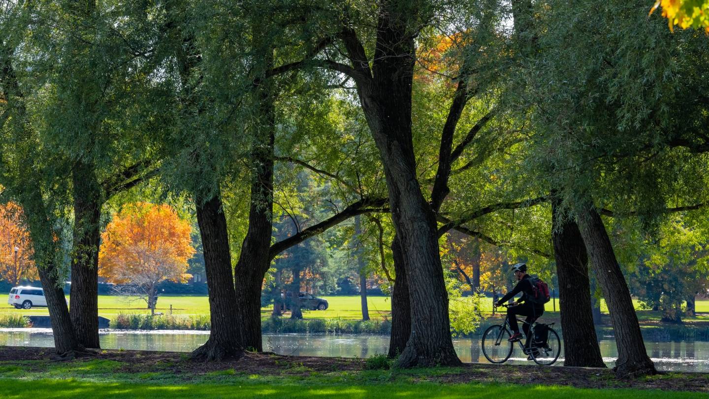 Trees along pathway in the fall with a student riding his bike. 