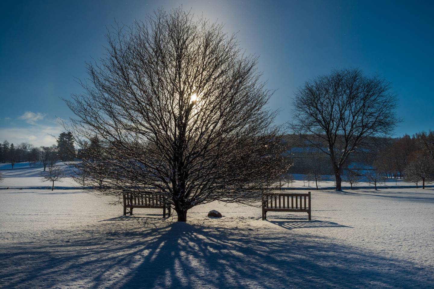 Benches and tree with sunlight and snow on the ground.