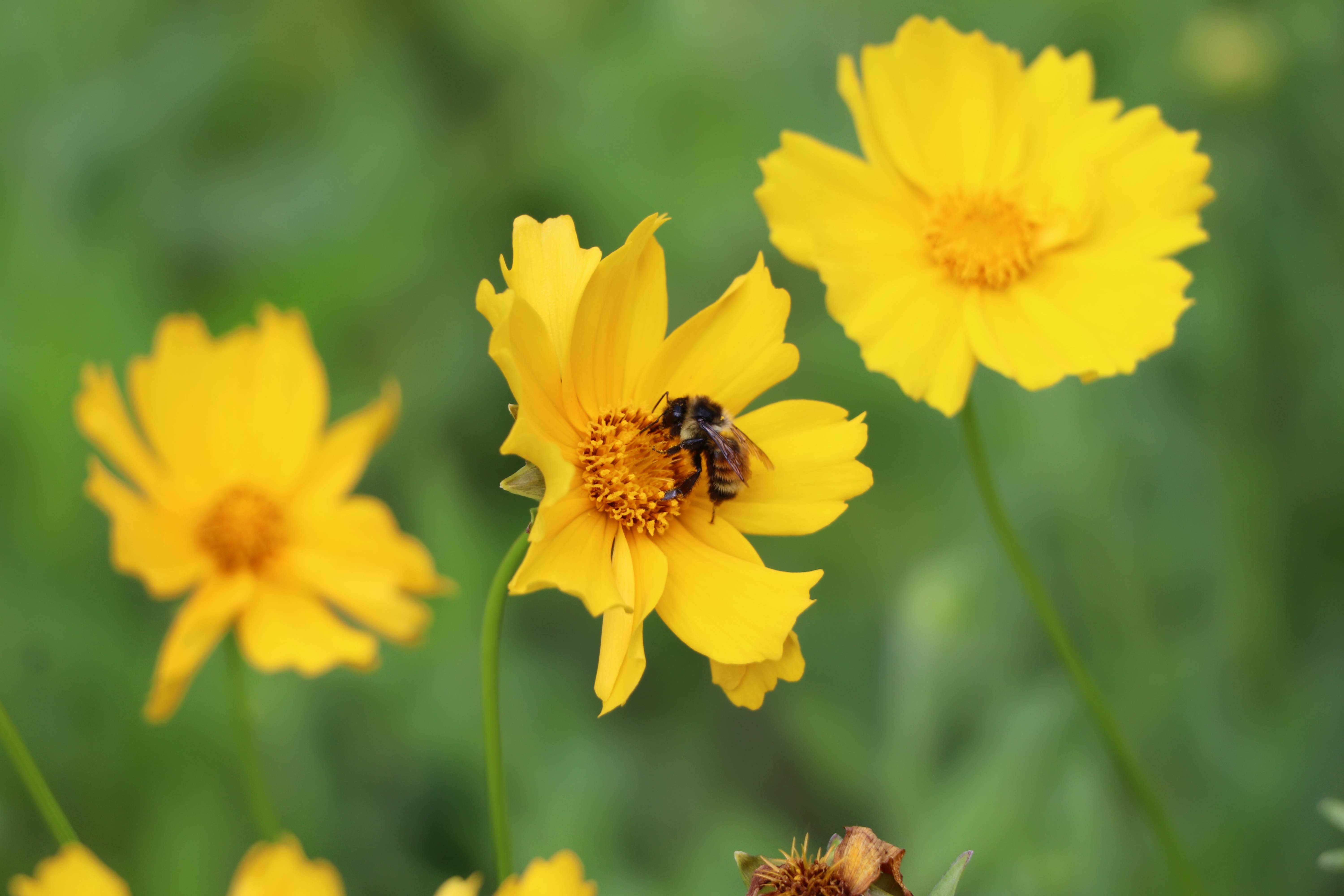 Bombus Ternarius (Tricolored Bumble Bee aka Orange-Belted Bumble Bee), taken by M. McGeary '24