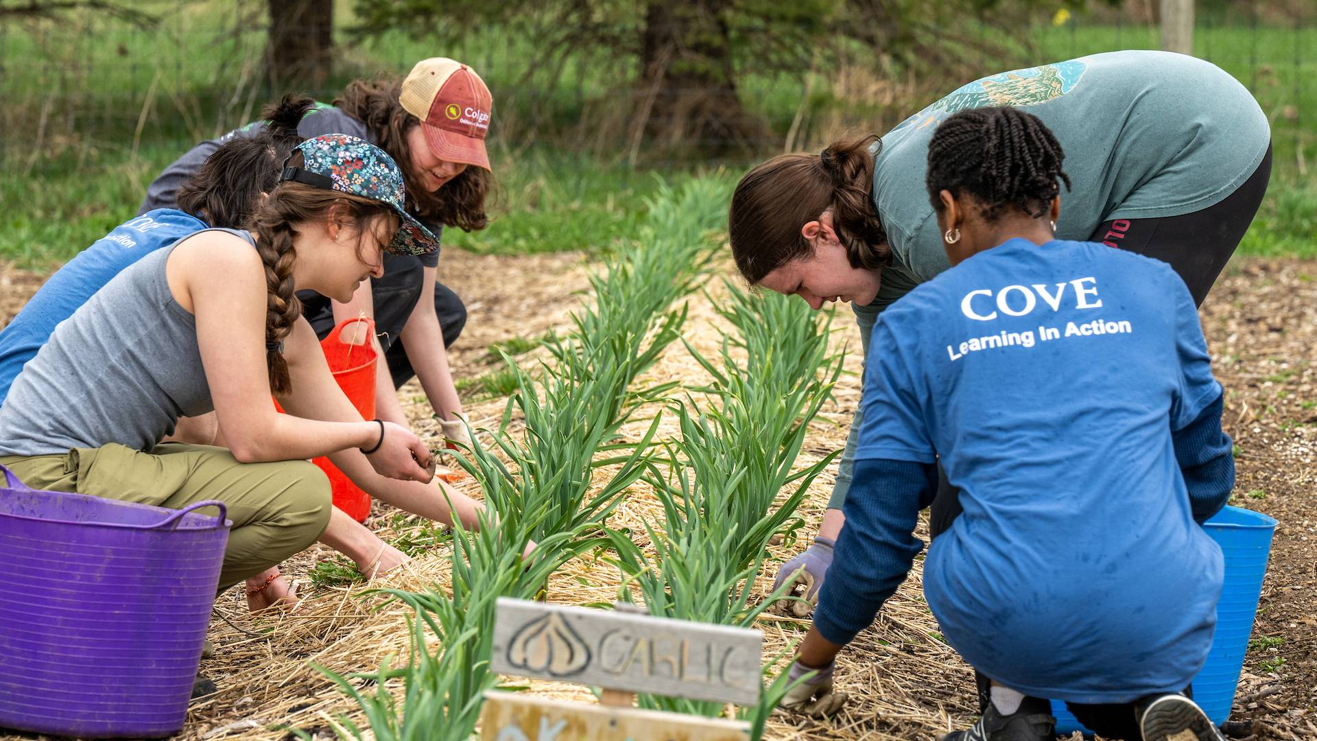 Five students kneel in a garden next to a grow of garlic plants on a cloudy day.
