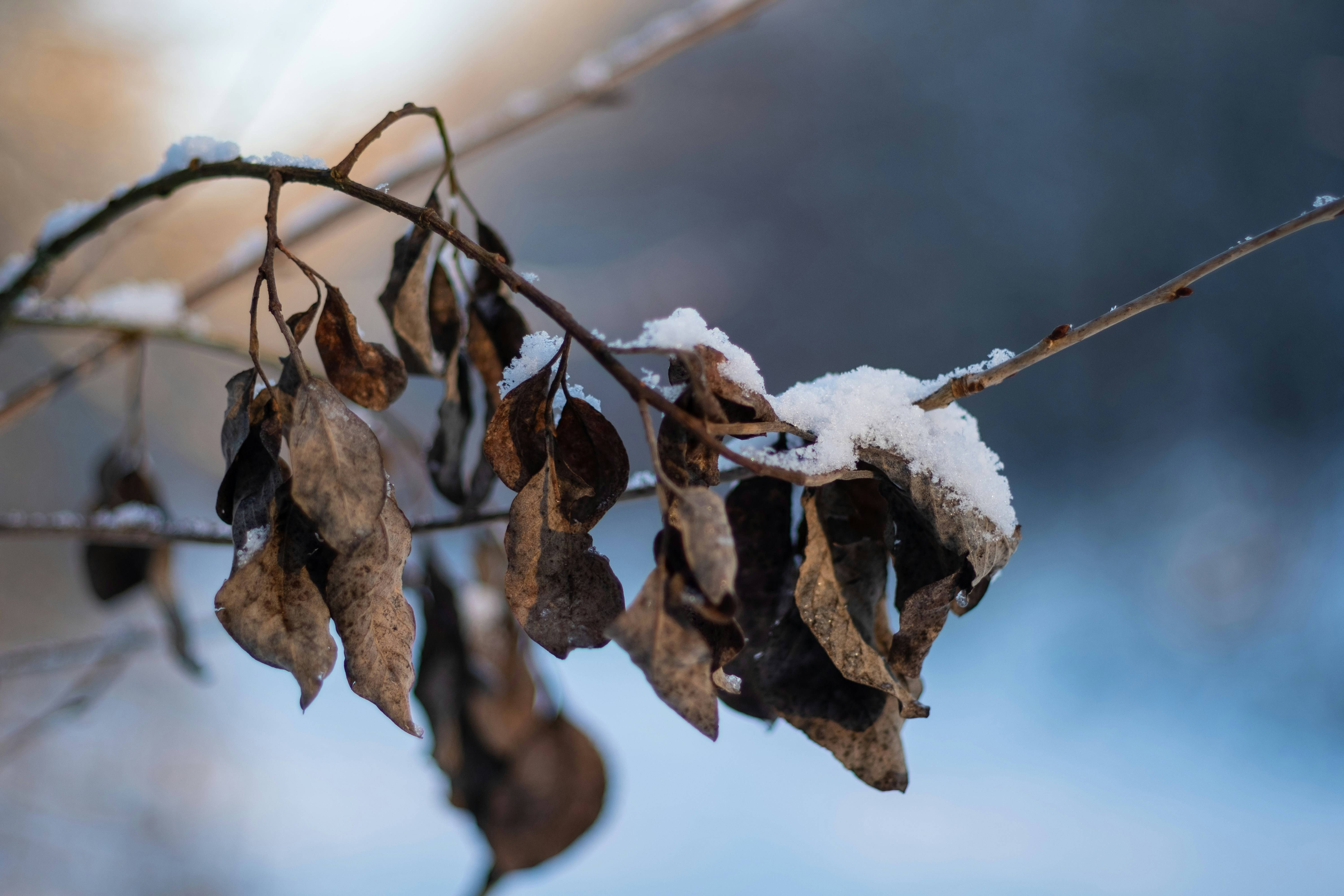 Brown, wilted leaves are coated by a thin layer of snow against a cool tone landscape.