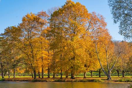 fall foliage on campus