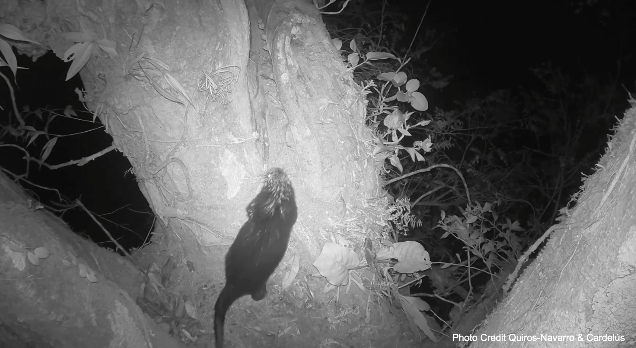 Porcupine in canopy latrine