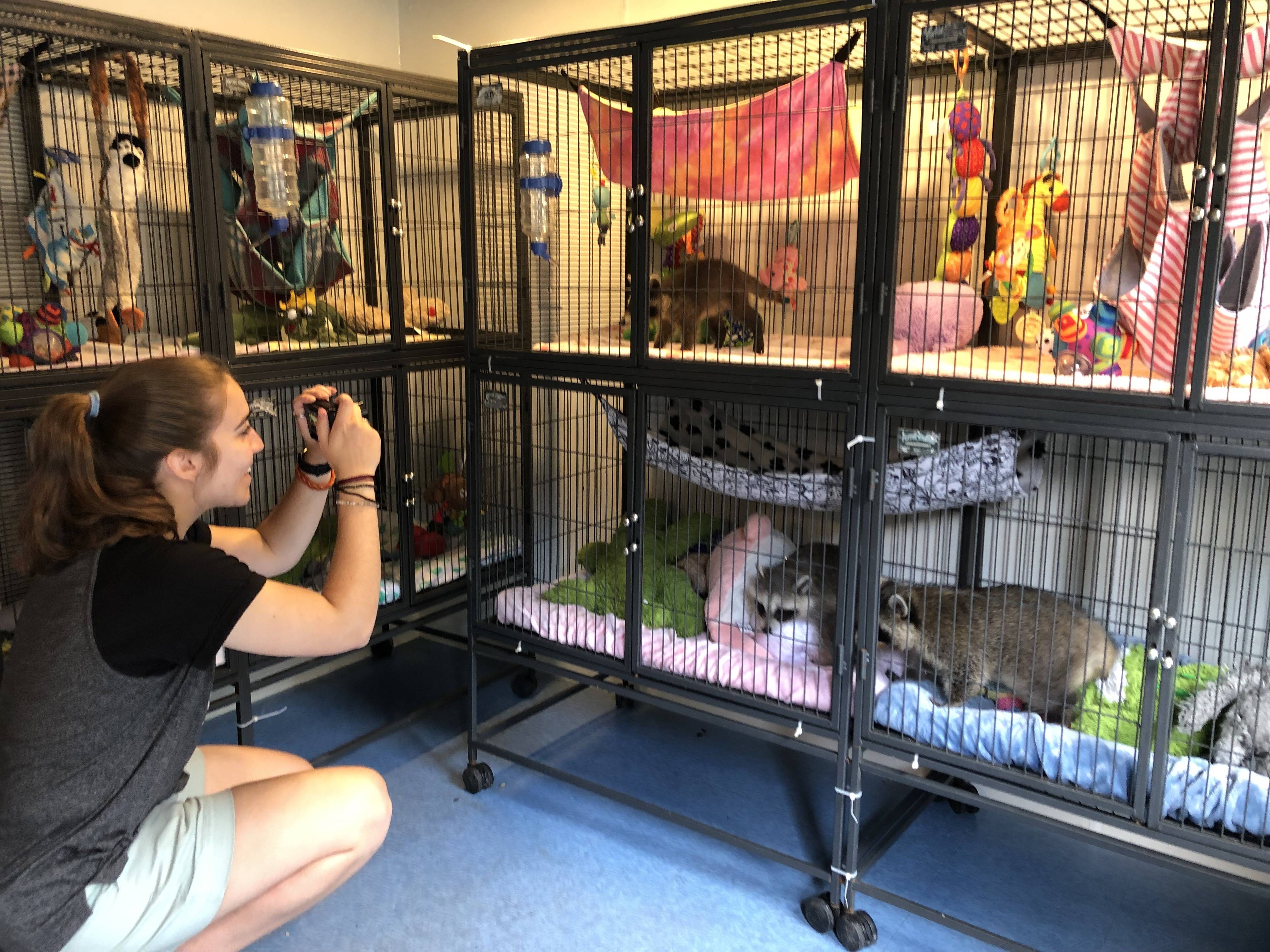 Becca kneels in front of several cages of rehabilitated raccoons to take a photo