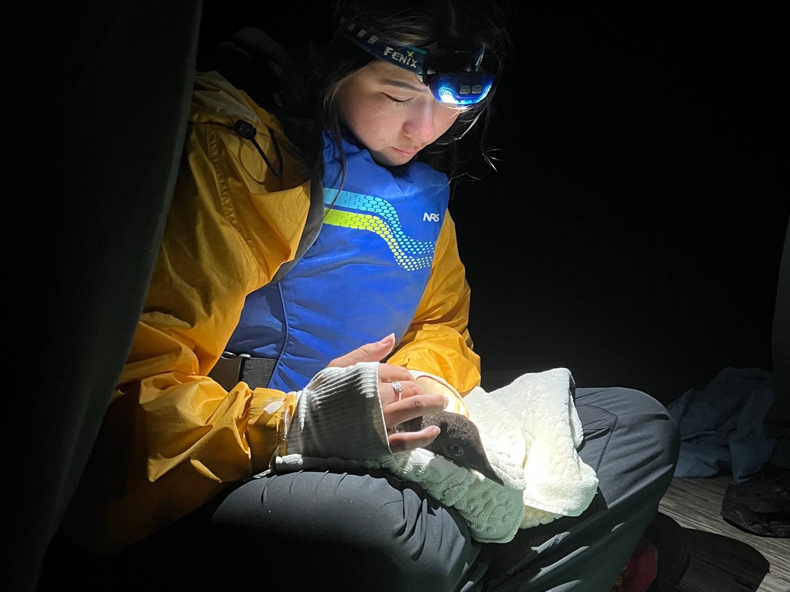 Alexa Lim holds a loon on her lap illuminated by a headlight