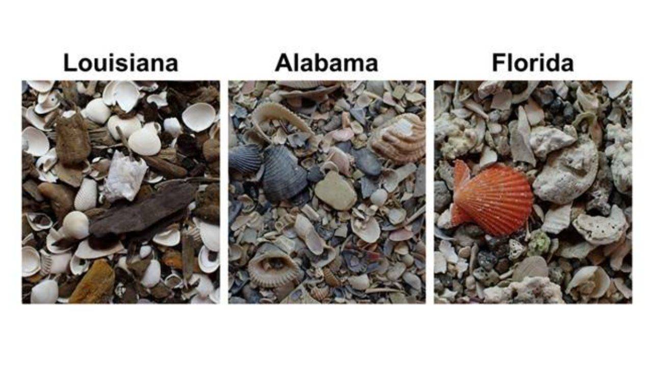 DNA for historical population analyses of clams 