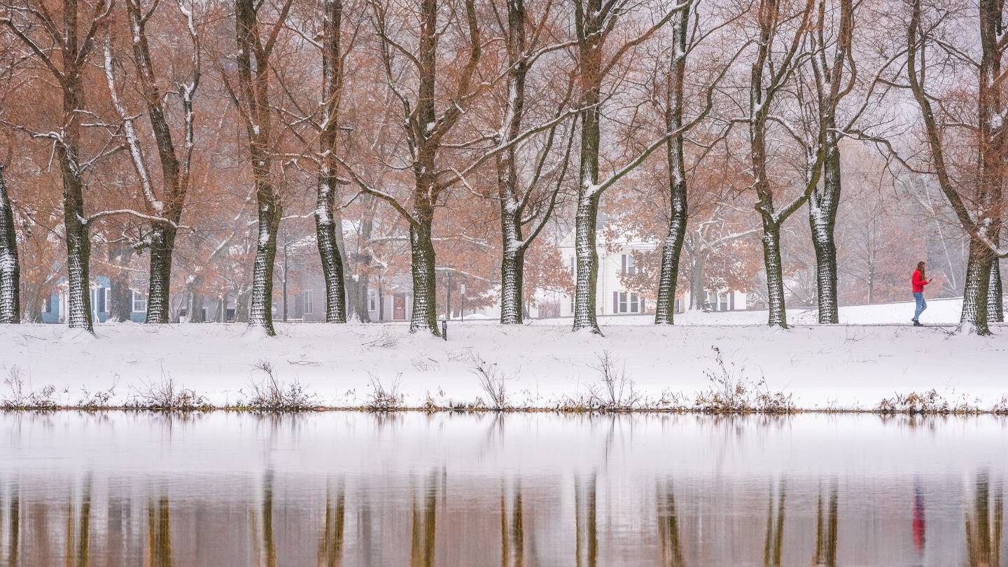 Photo of trees along Oak Drive in the winter.
