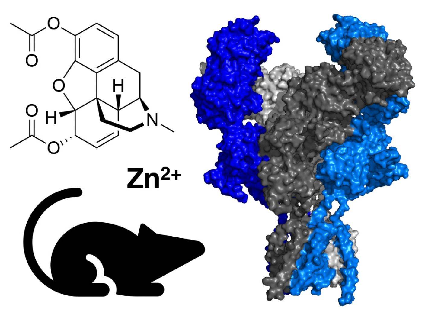 location of zinc stores in brain regions associated with addiction