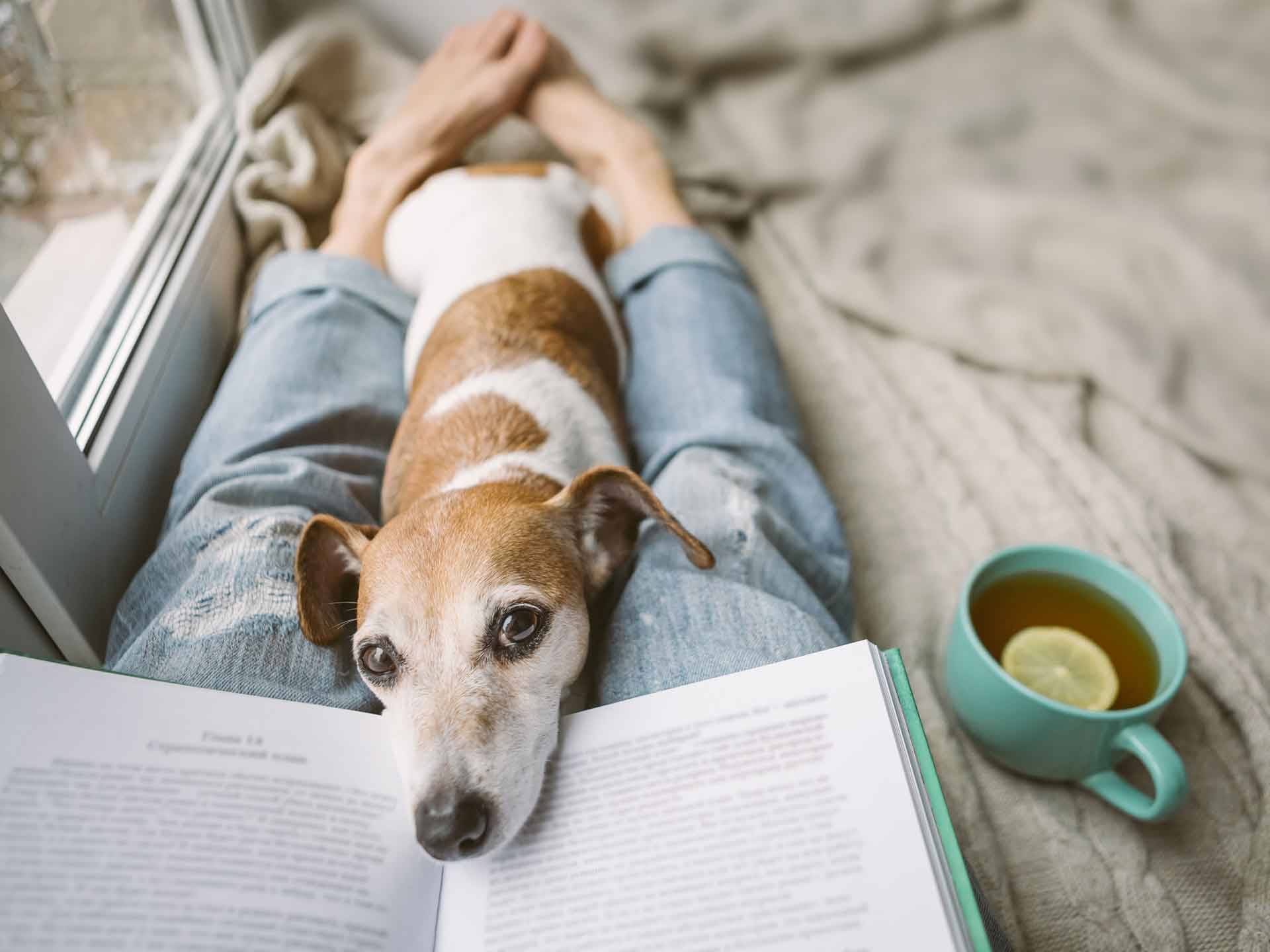 Book on lap of person sitting on bed, Jack Russell Terrier lying on legs, teacup at their side