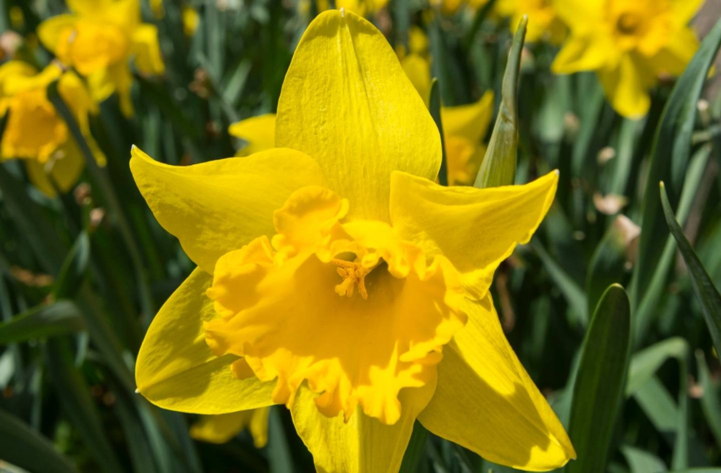 Spring Flowers on campus 