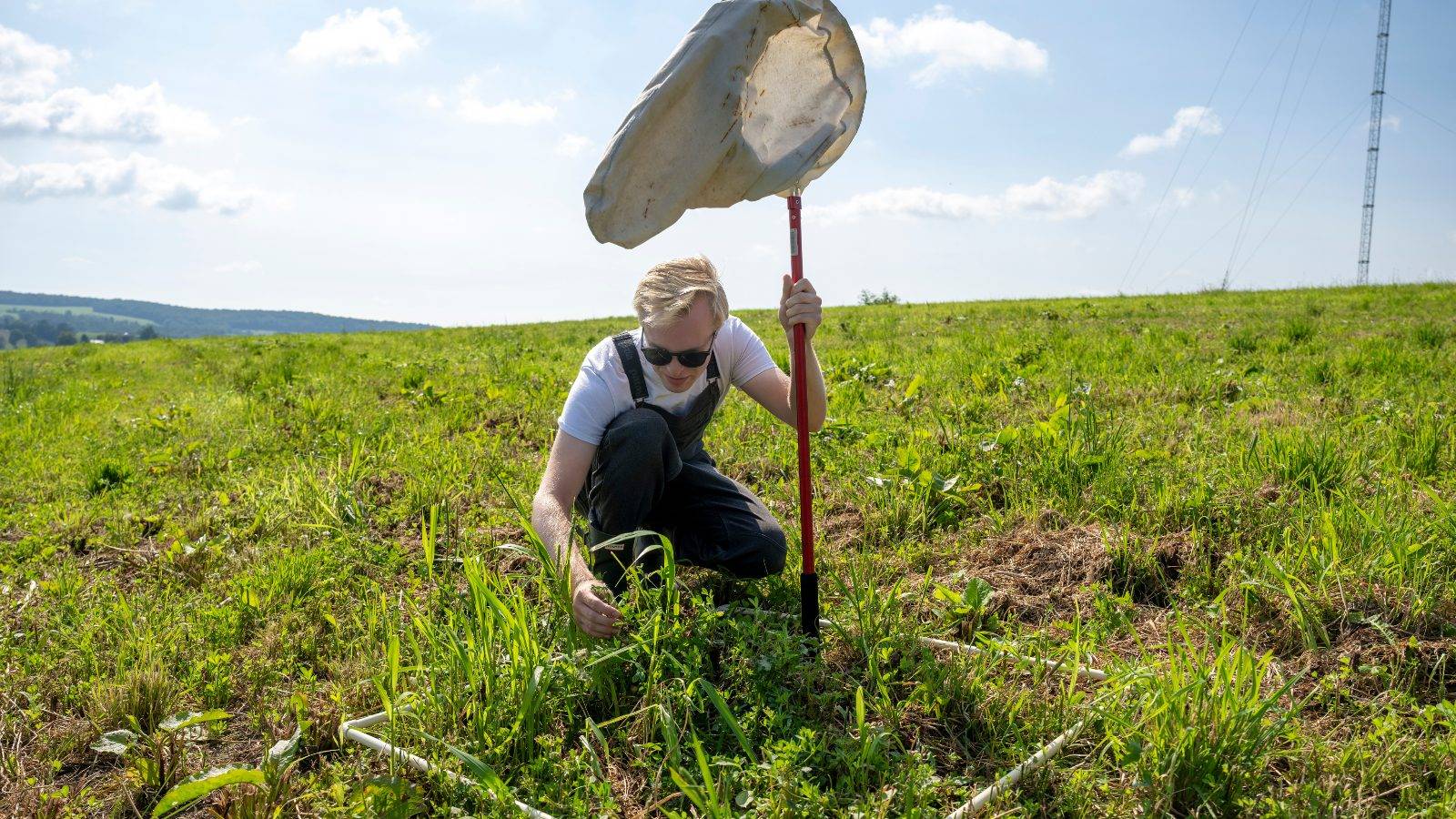 Upstate Institute Summer Field School Fellow Zachary O’Donnell ’27 sweeps an alfalfa field at a farm in Morrisville this summer as part of a research project working with the Cornell Cooperative Extension Central New York Dairy, Livestock, and Field Crops Team. 