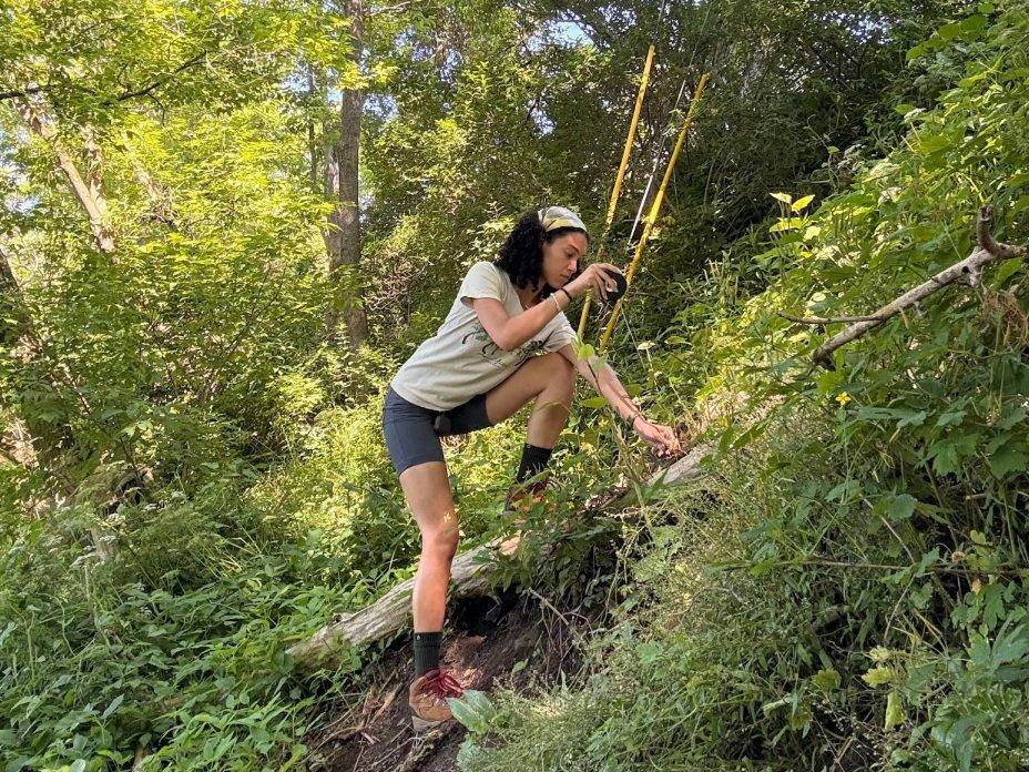 Maya Mendez ’29 monitors the growth of various species on the trails maintained by the Cazenovia Preservation Foundation.
