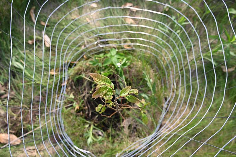 Food Forest Futures installation -- related plantings and signs