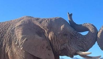 Rescued elephants at Addo Elephant National Park, South Africa.