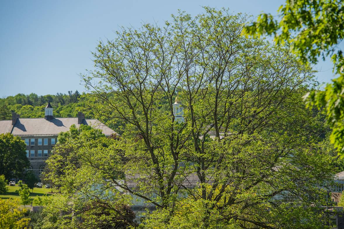 Trees in the forefront with Colgate campus in the background