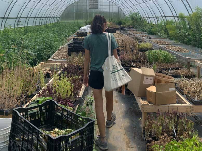 Sustainability Intern Walking Through a Greenhouse 