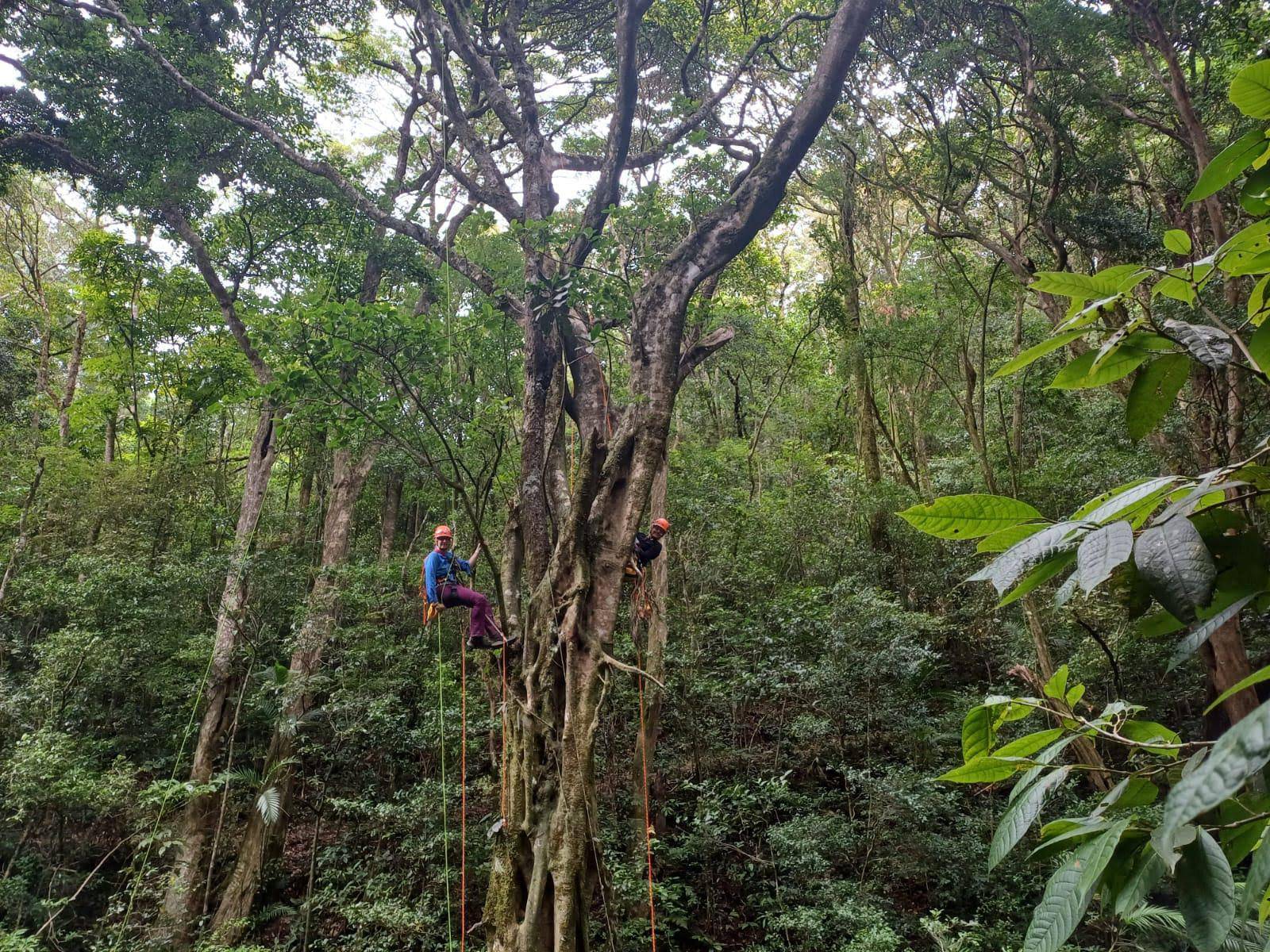 Photo shows a student and Professor Cardelús suspended via ropes in a large tree.