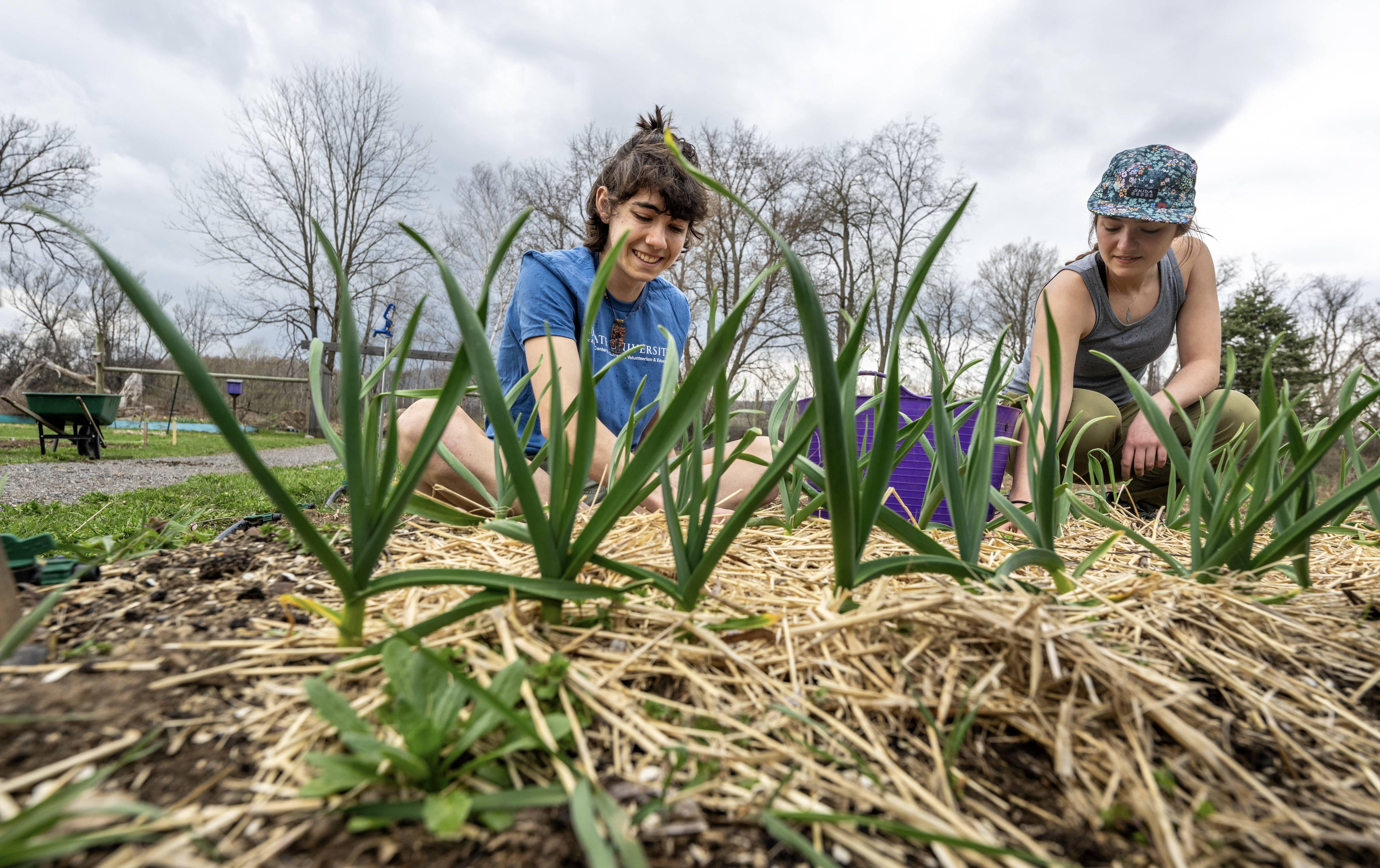 Students help to prepare Colgate's Community Garden for a new season during 13 Days of Green. Photo by Mark DiOrio.