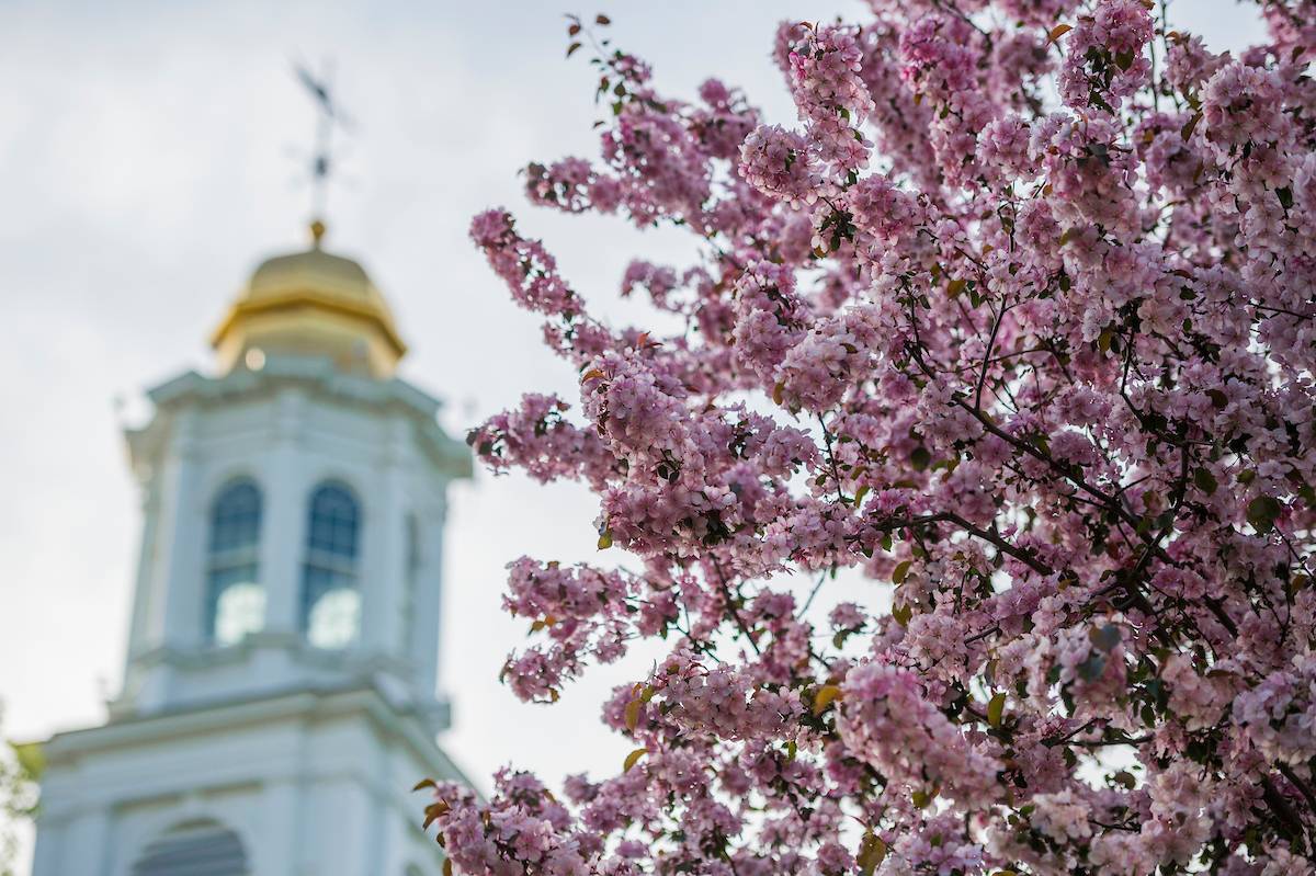 An image of the Colgate Memorial Chapel with a flowering tree in the foreground. 
