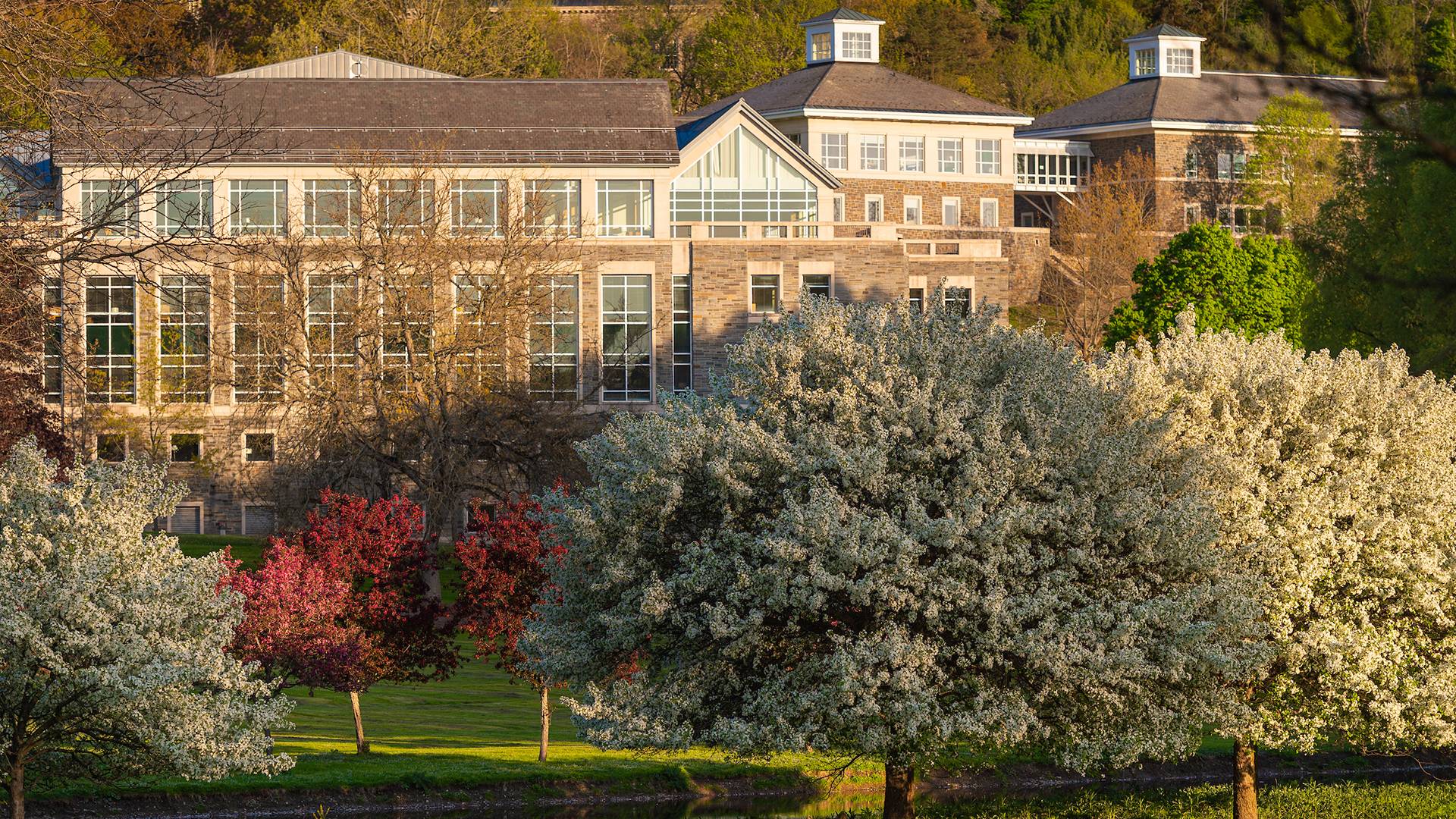 Campus hillside in spring
