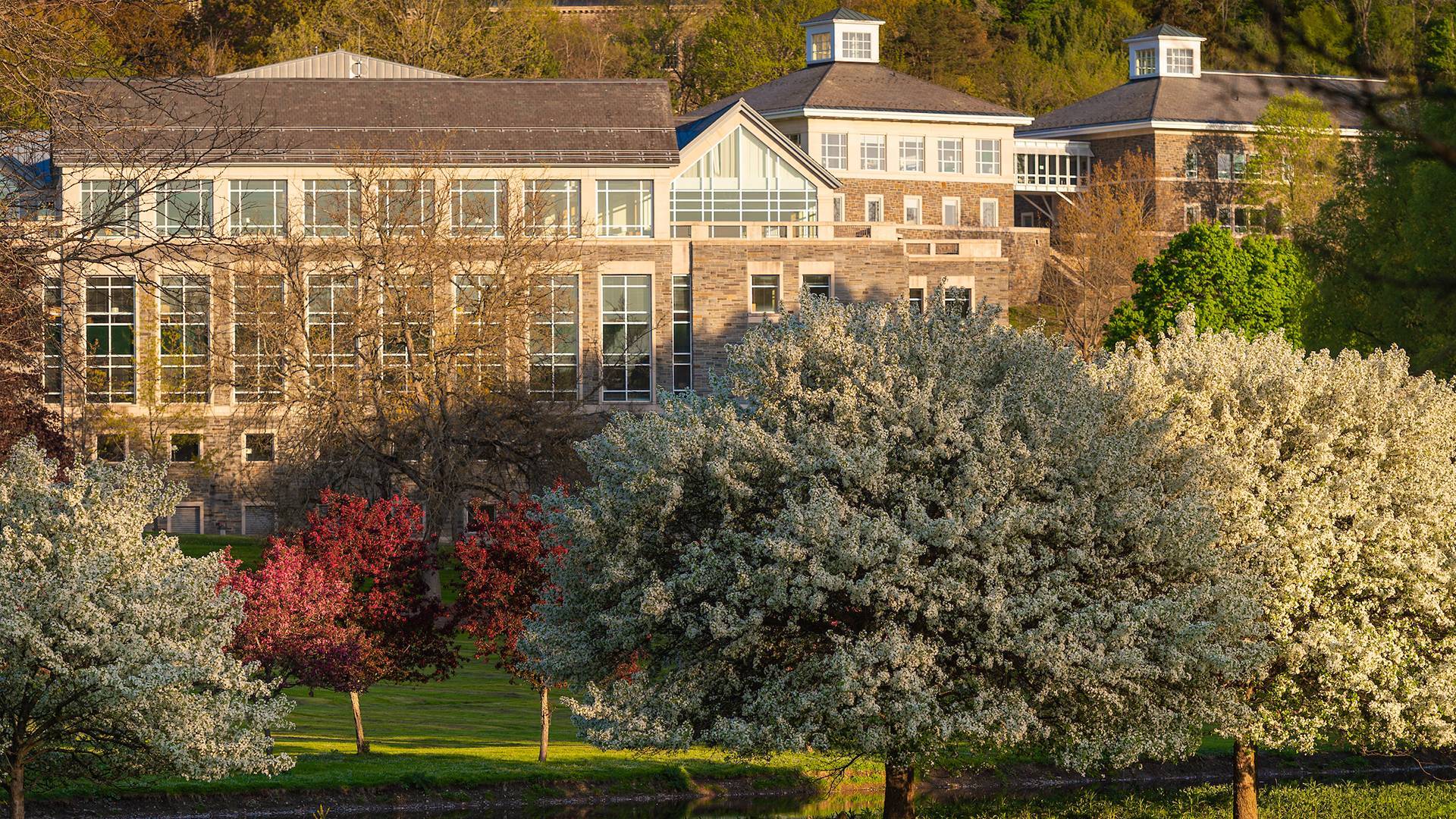 Campus hillside blooms in spring (photo by Mark DiOrio)