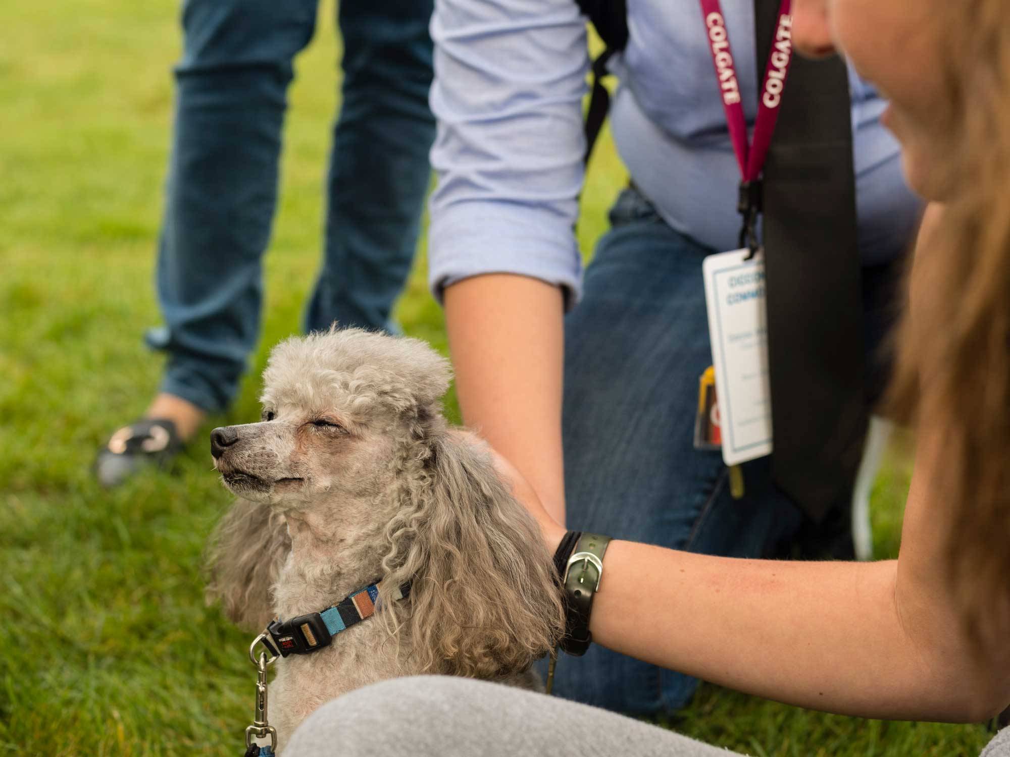 A meet and greet of dogs in the academic quad