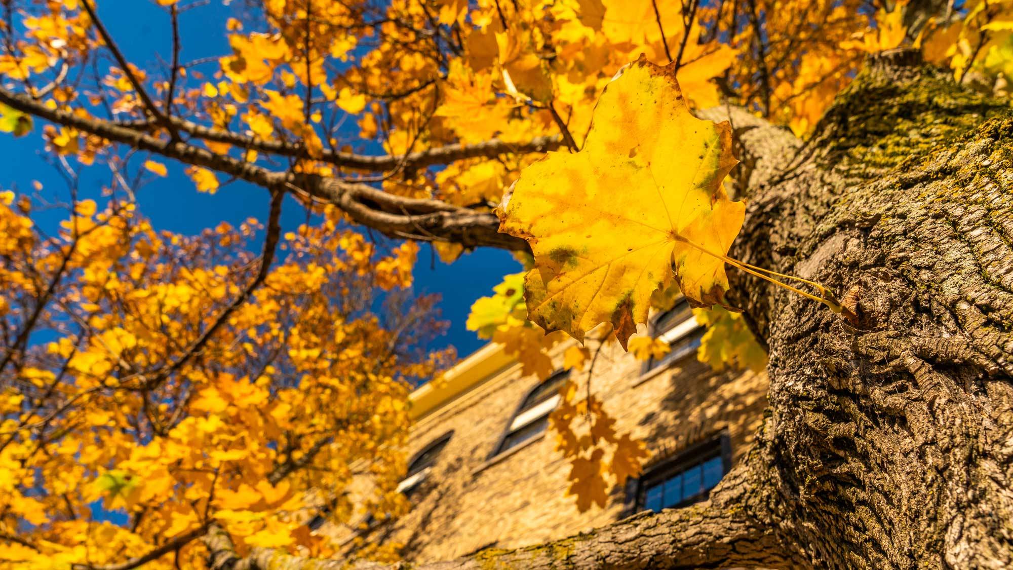 Autumn leaves in front of Alumni Hall