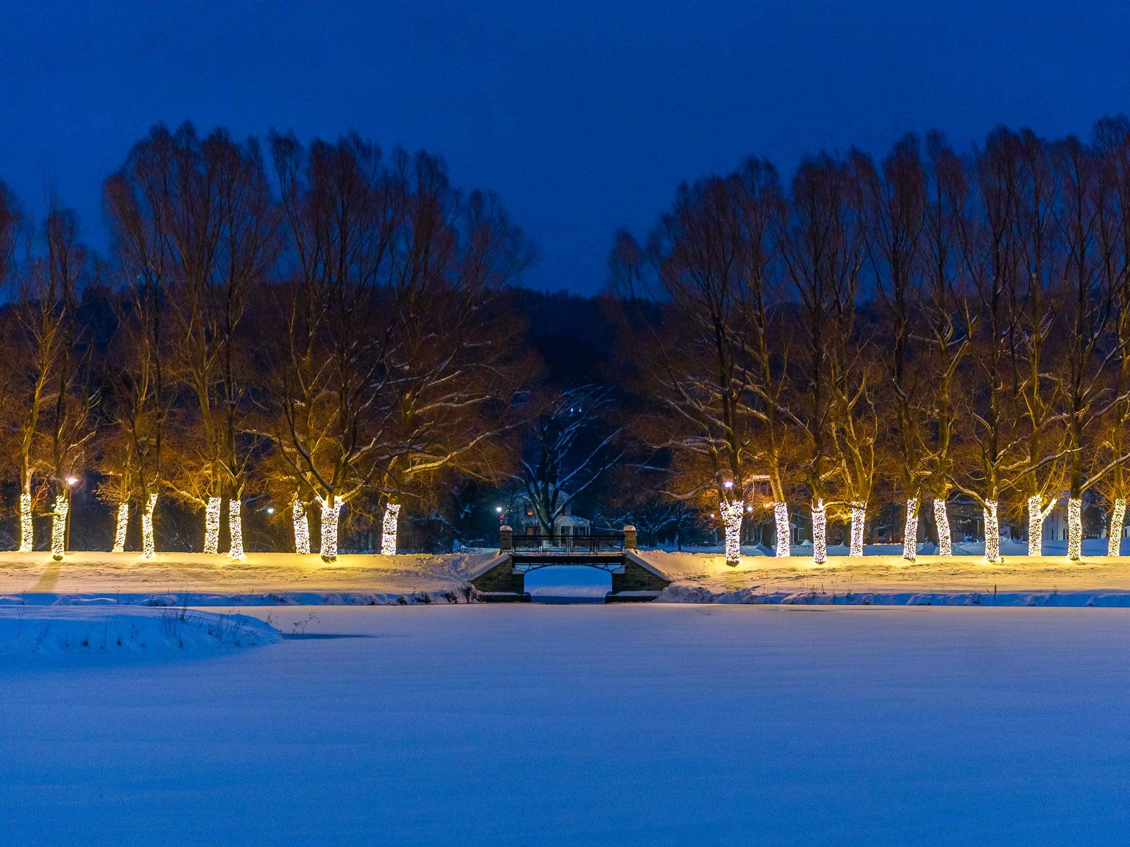 Willow Path with lights